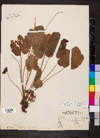 Heuchera americana var. hirsuticaulis image