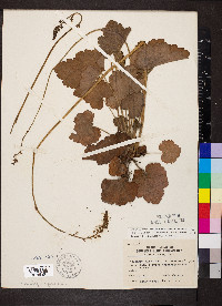 Heuchera americana image