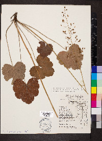 Heuchera americana var. hirsuticaulis image