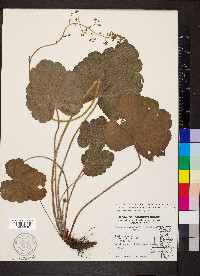 Heuchera hirsuticaulis image