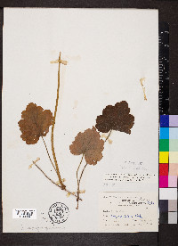 Heuchera americana image