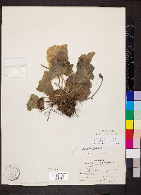 Heuchera missouriensis image