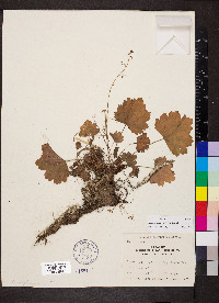 Heuchera missouriensis image