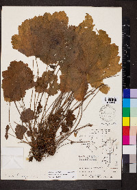 Heuchera missouriensis image