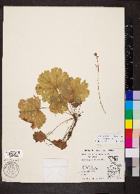 Heuchera missouriensis image