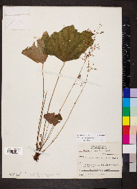 Heuchera missouriensis image