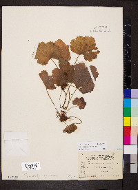 Heuchera missouriensis image