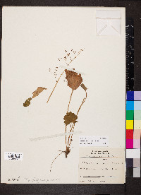 Heuchera missouriensis image