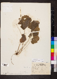 Heuchera missouriensis image