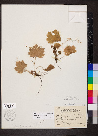 Heuchera missouriensis image