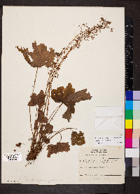 Heuchera missouriensis image