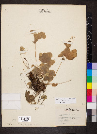 Heuchera missouriensis image