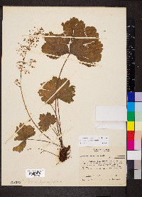 Heuchera missouriensis image