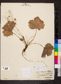 Heuchera missouriensis image