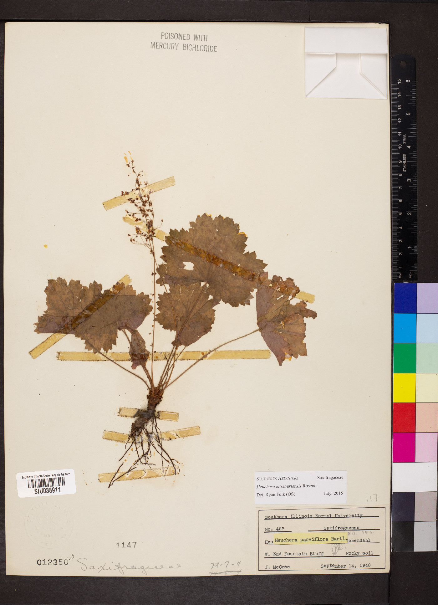 Heuchera missouriensis image