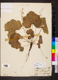 Heuchera missouriensis image