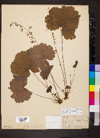 Heuchera missouriensis image