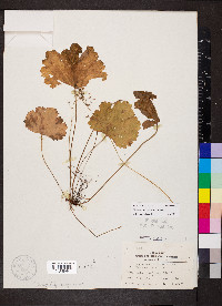 Heuchera missouriensis image