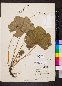 Heuchera missouriensis image