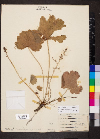 Heuchera missouriensis image