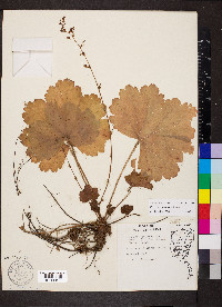 Heuchera missouriensis image