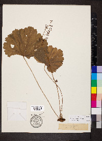 Heuchera missouriensis image