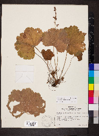 Heuchera missouriensis image