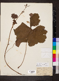 Heuchera missouriensis image