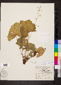 Heuchera missouriensis image