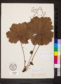 Heuchera missouriensis image