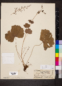 Heuchera missouriensis image