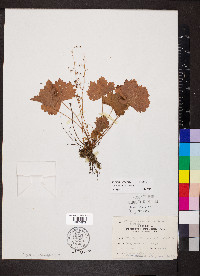 Heuchera missouriensis image