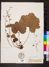 Heuchera missouriensis image