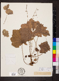 Heuchera missouriensis image