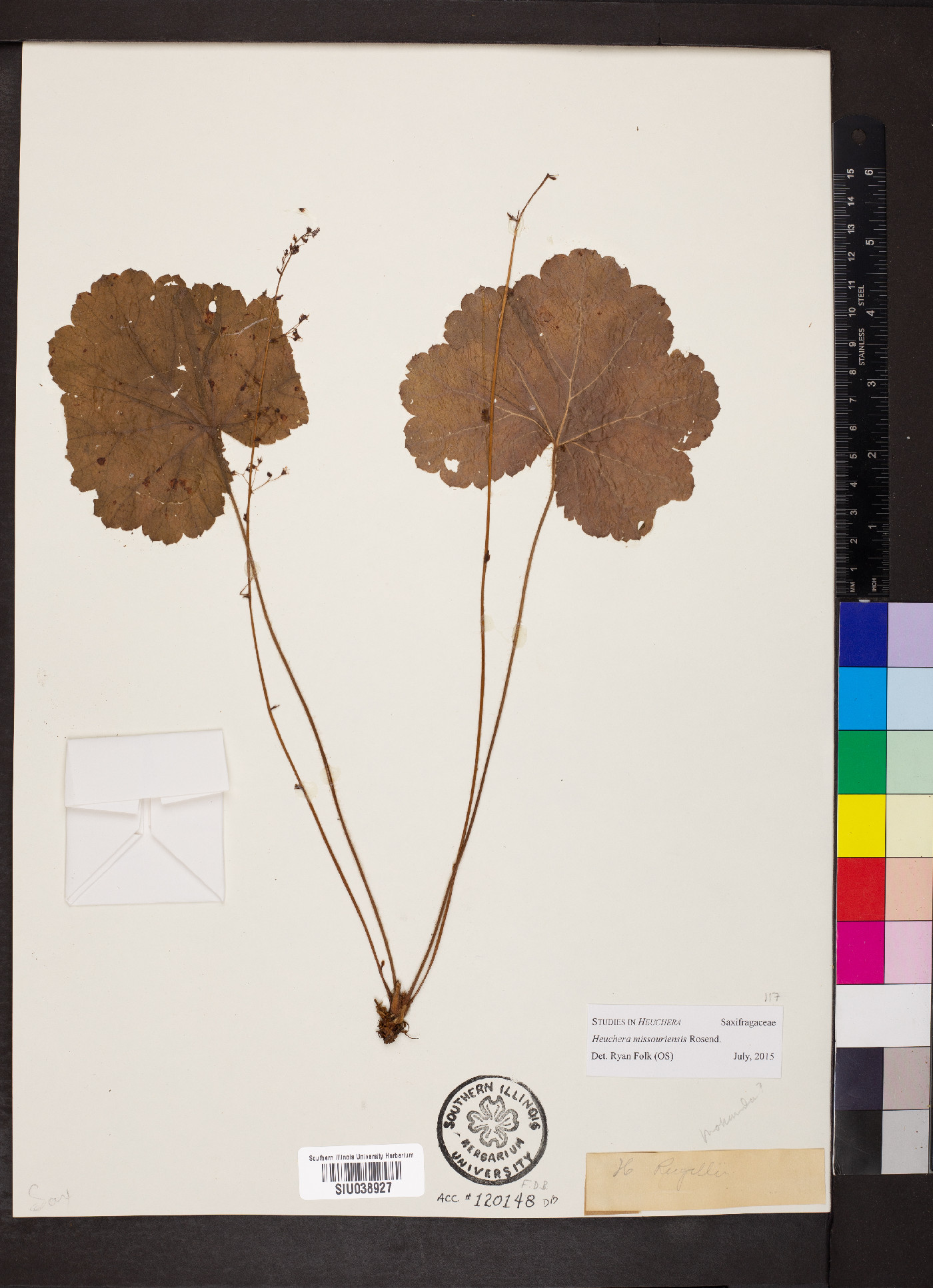 Heuchera missouriensis image