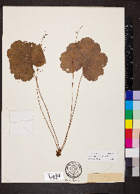 Heuchera missouriensis image