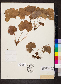 Heuchera missouriensis image