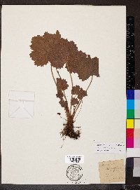 Heuchera missouriensis image