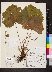 Heuchera missouriensis image