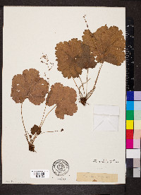 Heuchera parviflora image