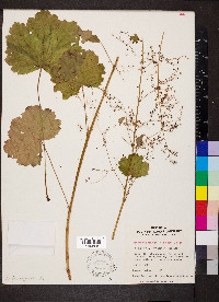 Heuchera puberula image