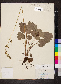 Heuchera richardsonii image