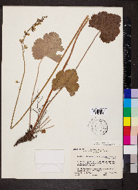 Heuchera richardsonii image