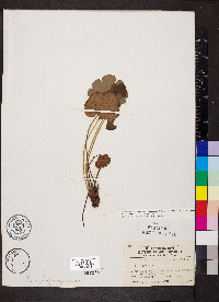 Heuchera americana image