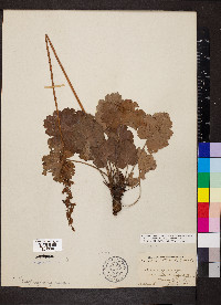 Heuchera americana image