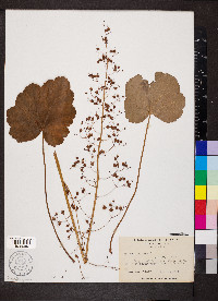 Heuchera americana image