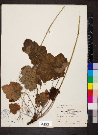 Heuchera americana image