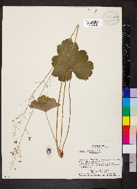 Heuchera americana image