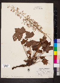 Heuchera americana image