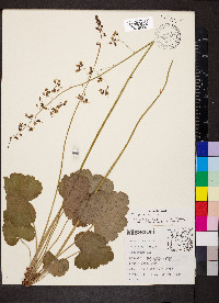 Heuchera americana image